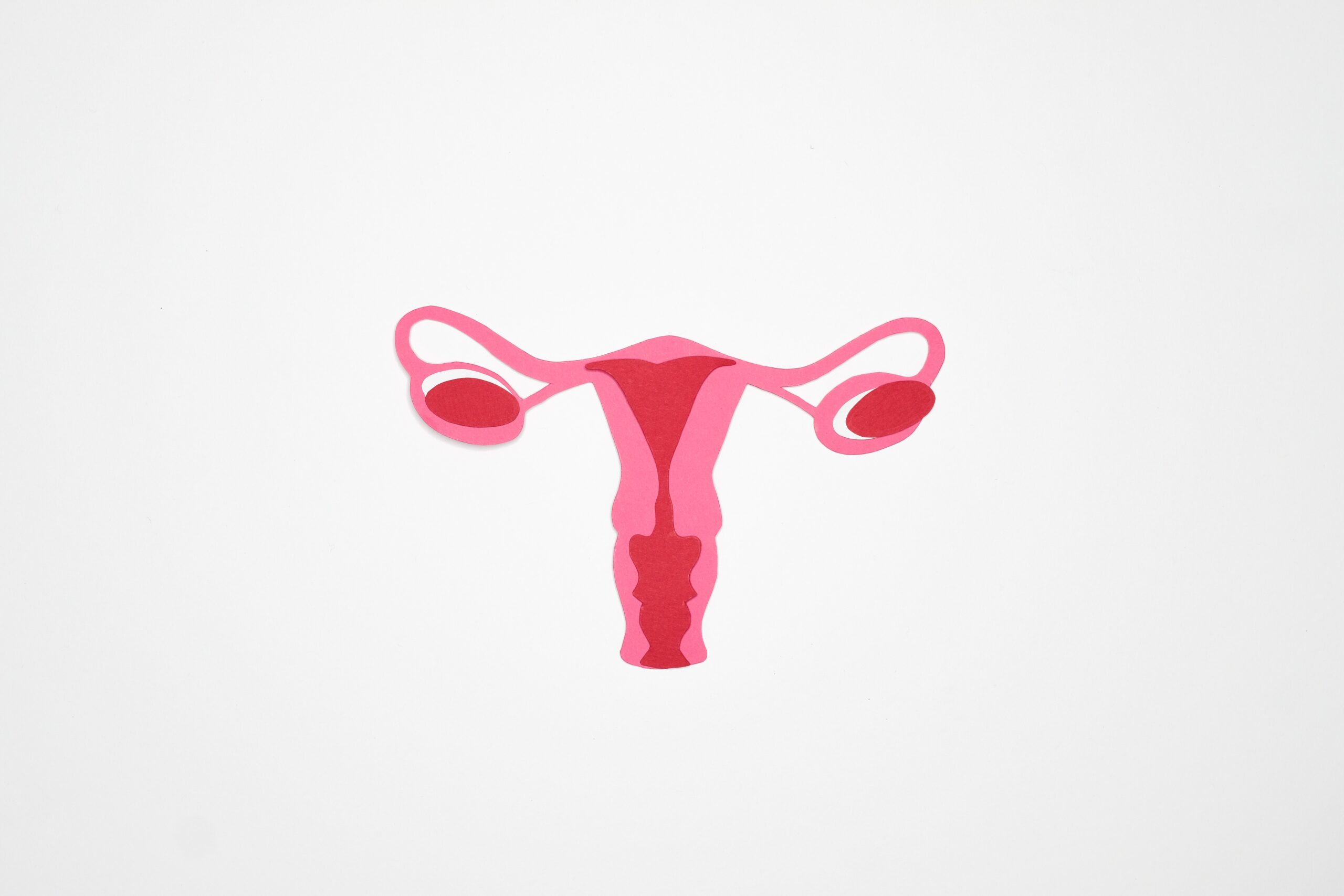 uterus graphic photo